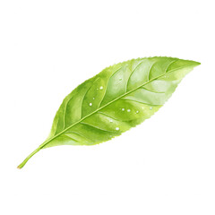 Obraz premium A vibrant green leaf with intricate details, isolated on a clean white background, showcasing natural beauty and freshness.