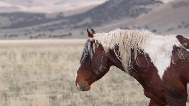 Wild horse from the Onaqui Mountain herd with bite mark on its face from fighting in the Utah desert.