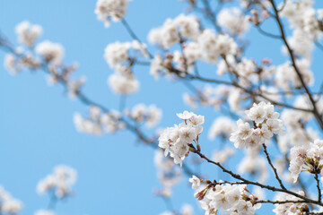 満開の桜