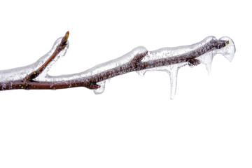 Frozen Branch in Winter