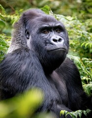Mountain gorilla in natural habitat