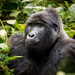 Obraz premium Mountain gorilla sitting among dense vegetation, deep in thought