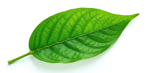 Fototapeta premium A single leaf's veins on white background isolated, isolated, leaves, floral