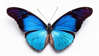 Obraz premium blue and colorful butterfly on white background
