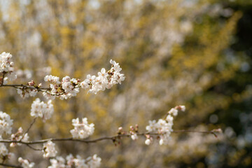 Fototapeta premium 満開の桜
