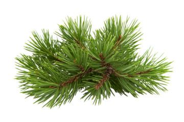 Close-up of a vibrant pine branch