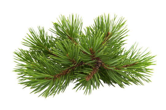 Close-up of a vibrant pine branch