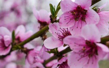 close up of pink hydrangea flowers