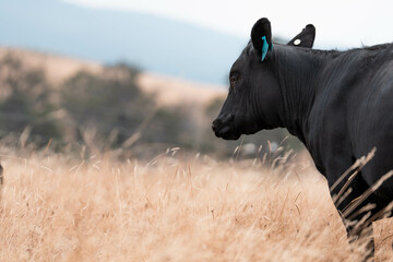 growing beef cows and cattle grazing on sustainable managed grasses on a farm. sustainable beef...
