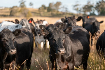 beef cows and cattle grazing on sustainable managed grasses on a farm holding microorganisms...