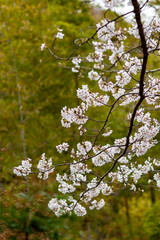 鎌倉2503　報国寺4　桜