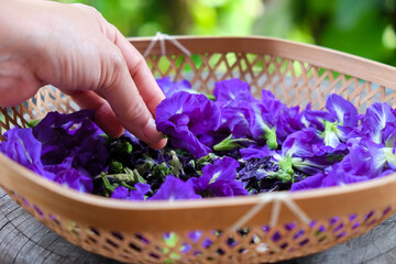 Butterfly pea flower in hand, Thai herbal medicine.