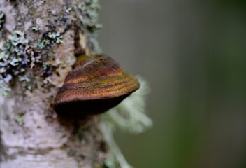 Mushroom on tree