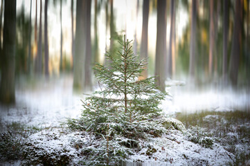 morning in the woods