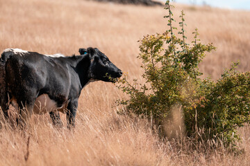 growing beef cows and cattle grazing on sustainable managed grasses on a farm. sustainable beef...