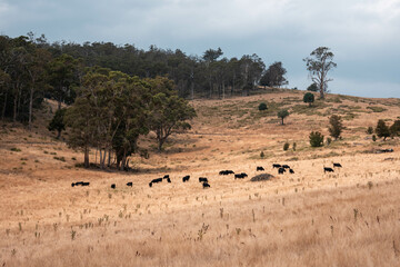 growing beef cows and cattle grazing on sustainable managed grasses on a farm holding...