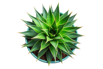 Obraz premium ariel view Agave plant on a tall green with transparent background
