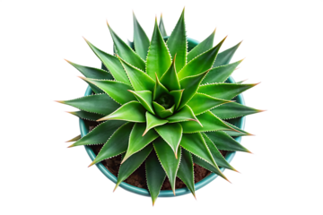 ariel view Agave plant on a tall green with transparent background