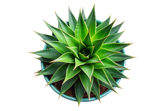ariel view Agave plant on a tall green with transparent background