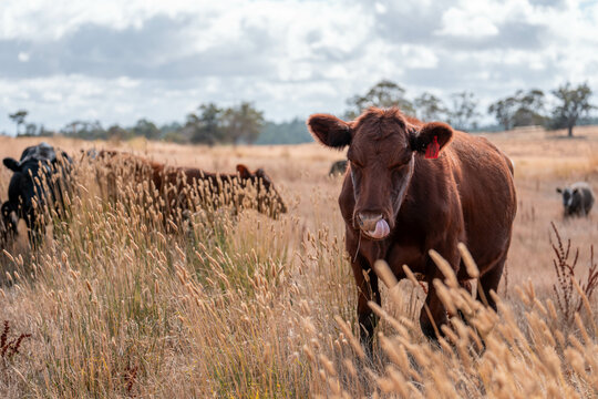 growing beef cows and cattle grazing on sustainable managed grasses on a farm. sustainable beef regenerative food farm