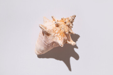 One big beautiful seashell on light gray background top view flat lay. Beautiful shells, summer tropical minimal background, marine objects for design. Beach holiday concept