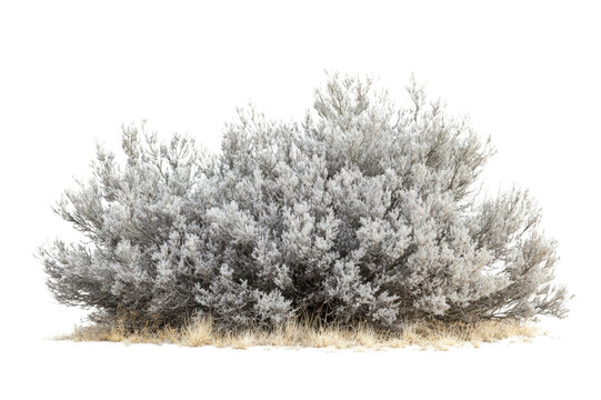 Frosted Bush in Winter Landscape