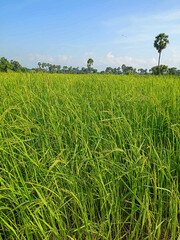 Vibrant Green Rice Field Under Clear Blue Sky
