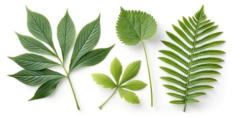 green leaves isolated on white background, Green Plant Leaves  Botanical Illustration with Detailed Leaf Specimens & Natural Textures