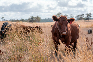 Growing beef cows and cattle grazing on sustainable managed grasses on a farm