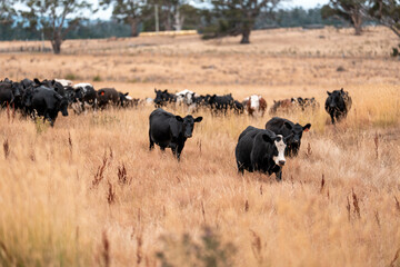 growing beef cows and cattle grazing on sustainable managed grasses on a farm. sustainable beef...