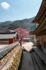 구례 화엄사의 화엄매.구례 화엄사의 홍매화