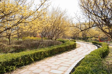 구례 산수유 수석공원의 노란 산수유꽃