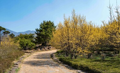 구례 산수유 수석공원의 노란 산수유꽃