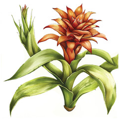 Obraz premium Watercolor Bromeliad flower white background