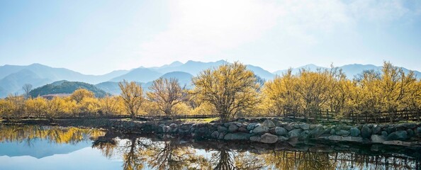 구례 산수유마을 골짜기에 핀 노란 산수유꽃