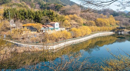 구례 현천마을 저수지 가에 핀 노란 산수유꽃