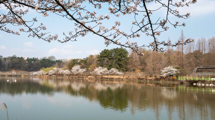 광주 풍암 호수공원에 핀 하얀 벚꽃