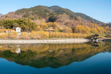 구례 현천마을 저수지 가에 핀 노란 산수유꽃