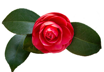 빨간 동백꽃 png 파일,동백꽃 누끼 사진 파일