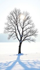 Fototapeta premium Delicate tree branches on a snowy white background, partially exposed to sunlight, , nature, isolated