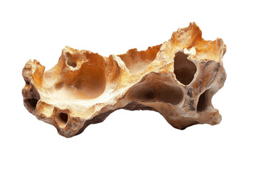 Obraz premium Ancient Fossil Bone Specimen - Geological Marvel