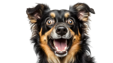 Australian Shepherd Dog Panting in Head Shot Isolated Portrait Photograph