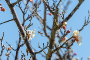 白梅と訪花するホバリングの昆虫
