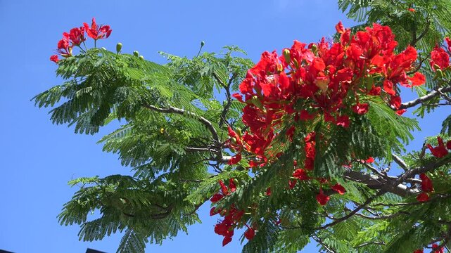ホウオウボク2　父島の街路樹