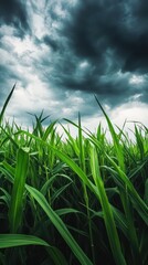 Fototapeta premium Tall green grass grows densely against a backdrop of dark, ominous clouds. The scene captures the raw beauty of nature in a rural area during late afternoon, hinting at an approaching storm