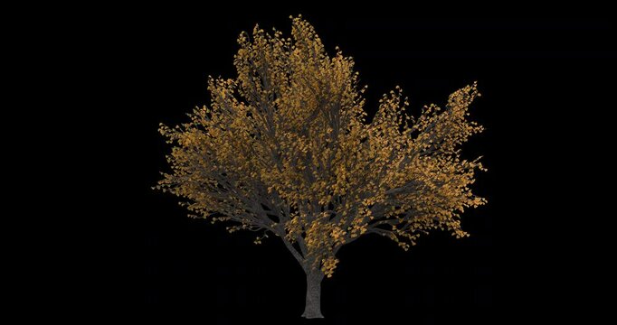 Fagus Sylvatica Tree Moving In The Wind On Alpha Channel	