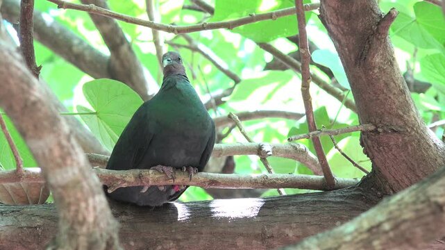 天然記念物アカガシラカラスバト1　世界自然遺産小笠原村父島の絶滅危惧種