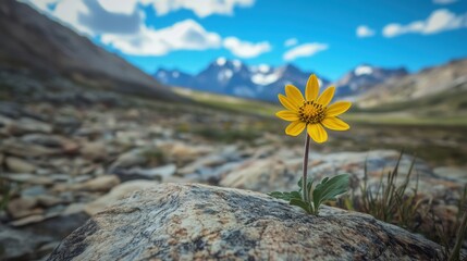 Obraz premium A lone wildflower, vibrant against the starkness of rock, adds beauty to the vast alpine wilderness beyond.