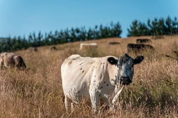 Growing beef cows and cattle grazing on sustainable managed grasses on a farm