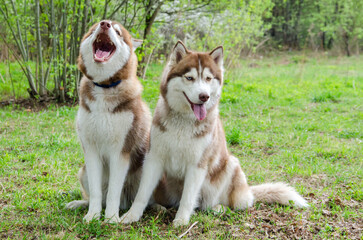 Two siberian huskies rest on lush grass, surrounded by greenery in sunny park. Their fur gleams under natural light as they enjoy serene environment. Trees in background add depth to vibrant scene